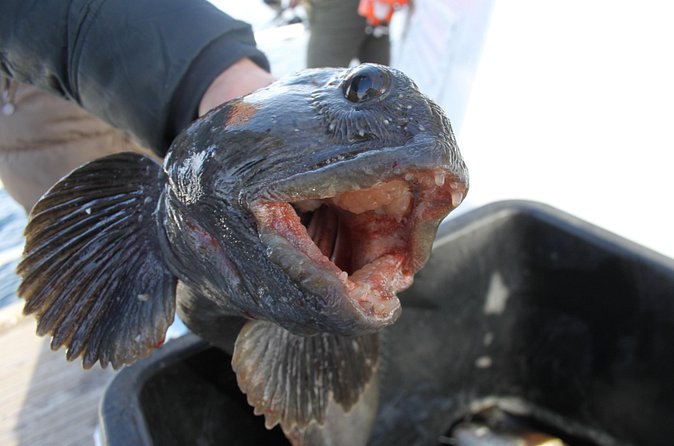 From Tromso: Polar Fishing Adventure - Fishing around Tønsvik