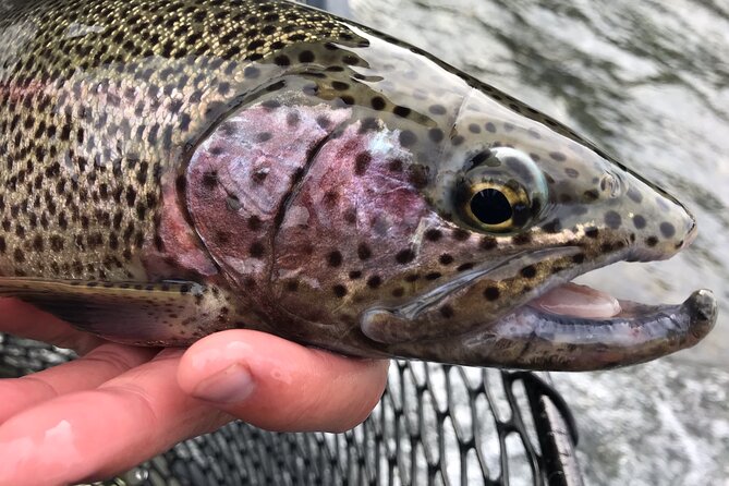 Full day fishing trips - Fishing for Four Kenai River Species