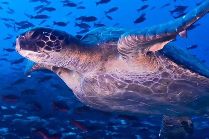 Full Day Tour Pinzon Island + La Fe/Las Palmas - Snorkeling & Fishing - Pinzon Island and the best chance for wildlife
