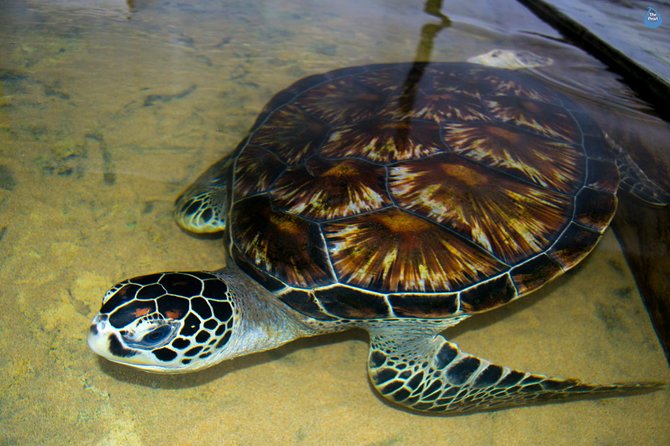 Galle Day Tour: Boat Safari, Dutch Fort, Stick Fishing & Turtles - Meeting rescued turtles at the conservation center