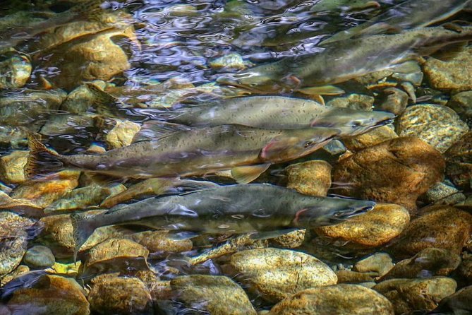 Guided Fishing Adventure in Whistler - From Hotel Pickup to Waders and Boots
