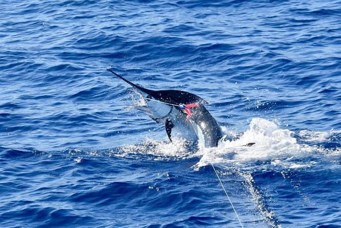 Half Day Afternoon Angler Charter - Key points to know before booking