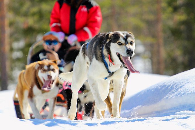 Half-Day Husky Safari and Salmon Ice Fishing Experience - Key points at a glance