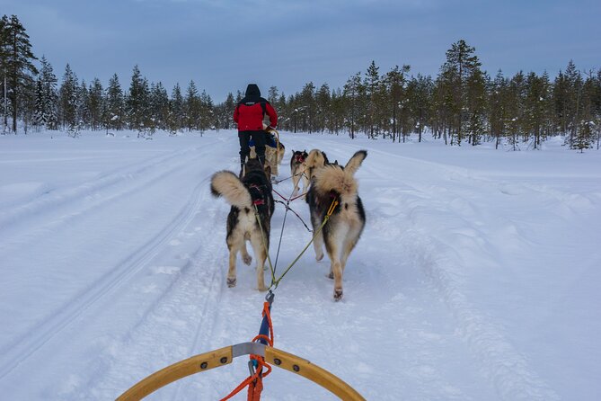 Half-Day Husky Safari and Salmon Ice Fishing Experience - Who will enjoy this Rovaniemi outing most