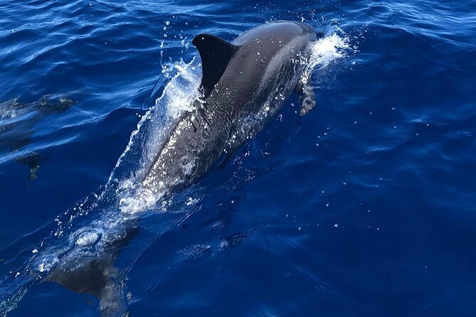 Half Day Private Cruise Tour with Snorkeling and Fishing in Kona - What the crew adds to the day