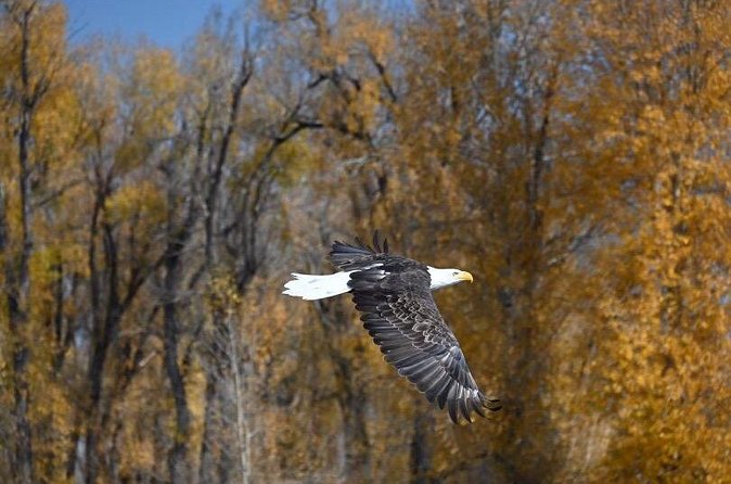 Half-Day Traditional Driftboat Fly Fishing at Jackson Hole - How the day works from Albertsons and back