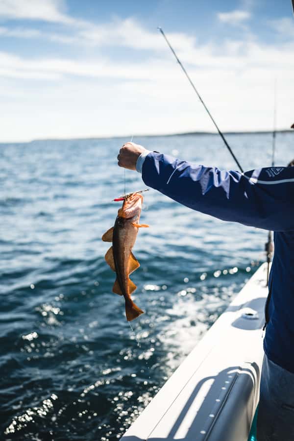 Halifax: 2-Hour Deep Sea Fishing Tour - My take on the overall experience