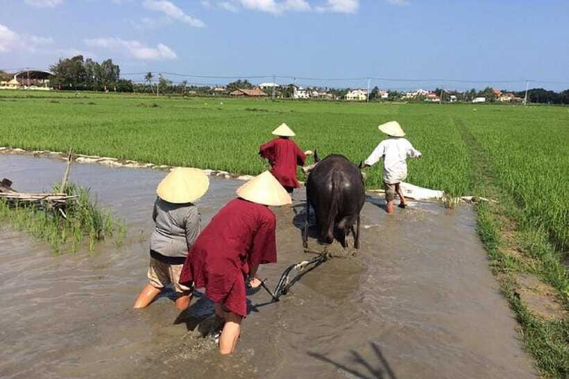 Hoi An Wet Rice Farming Tour-Basket Boat Tour Fishing-Lunch - Timing, group size, and comfort