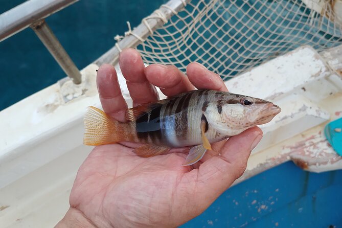 Hook Your Adventure Now with Chania Rod Fishing Experience - Fishing With Manolis and His Crew