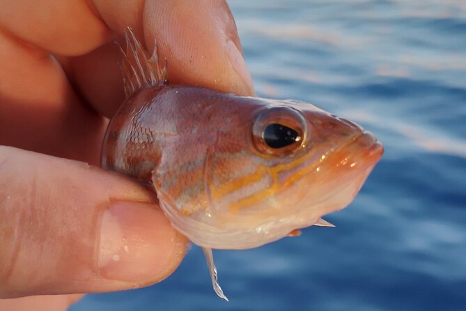 Hook Your Adventure Now with Chania Rod Fishing Experience - Is This Kalyves Fishing Experience Worth Booking?