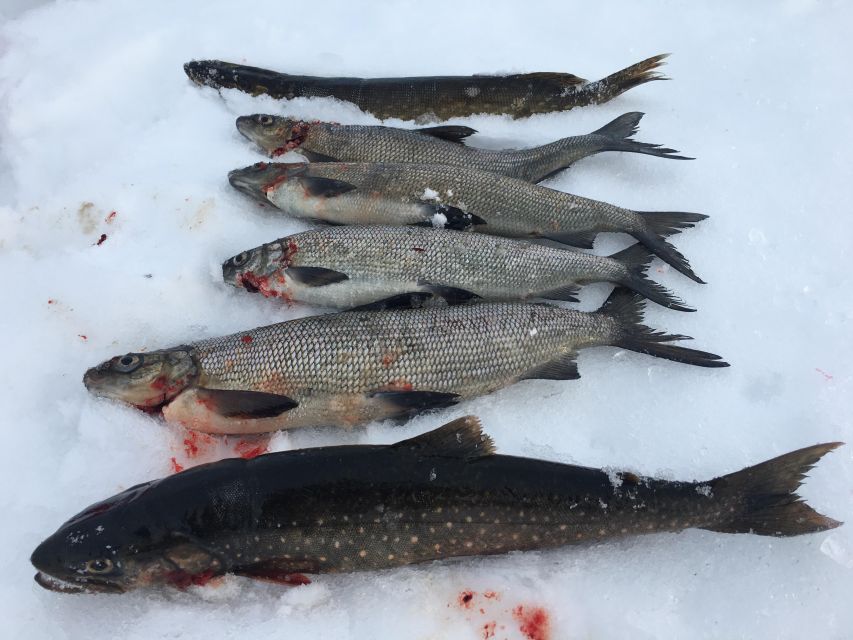 Icefishing and tasting in Lake Inari - What the Sámi focus adds to the outing