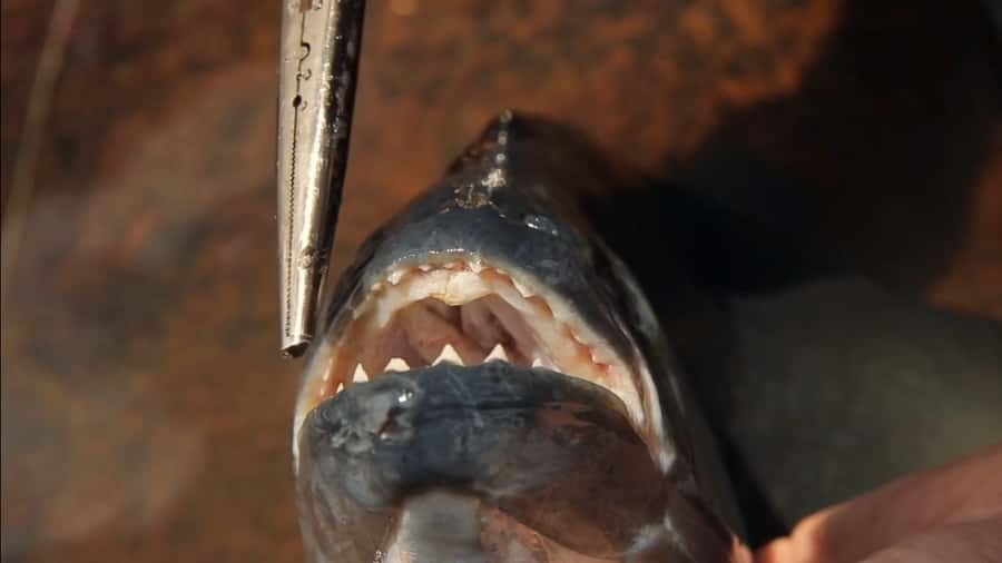 Iquitos: Piranha Fishing Experience in the Amazon jungle - A quick piranha trip from central Iquitos