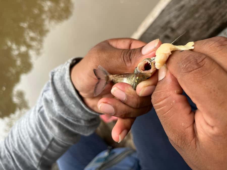 Iquitos: Piranha Fishing Experience in the Amazon jungle - Learning the rod, line, and bait
