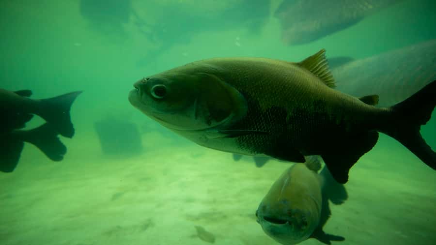 Iquitos: Piranha Fishing Experience in the Amazon jungle - Is $88 a fair price?