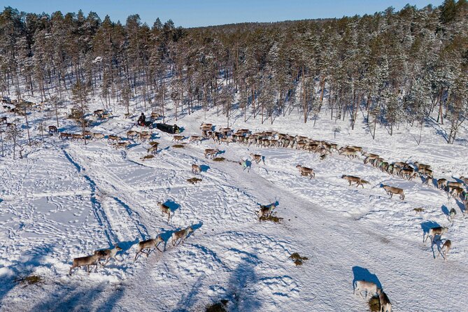 Ivalo: Reindeer herd and fishing experience - Fishing on a nearby lake