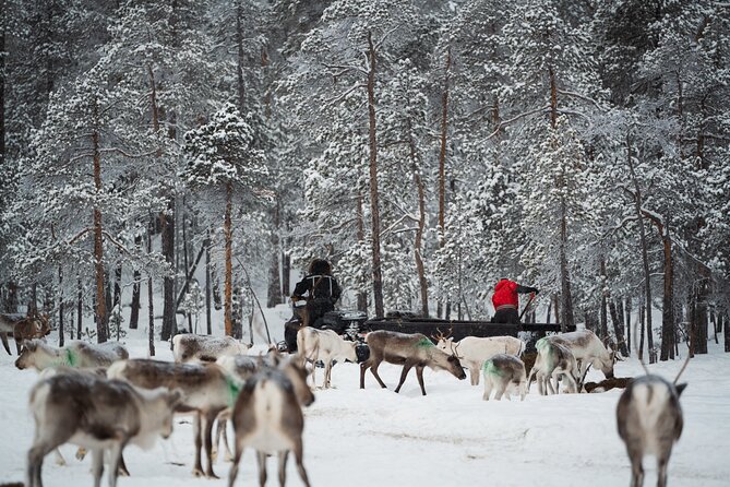 Ivalo: Reindeer herd and fishing experience - Feeding reindeer with Johanna and Niilo
