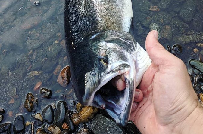 Juneau Shore Fishing Shuttle and Gear - Juneau weather changes the whole experience