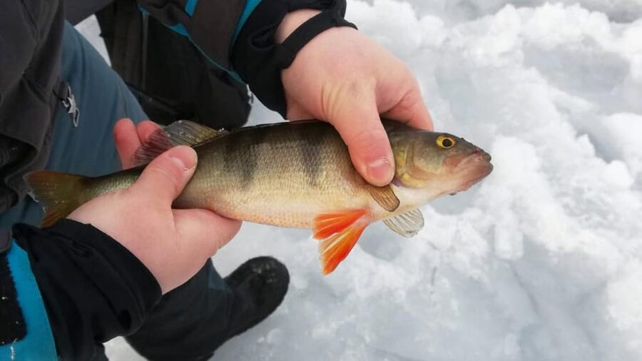Kemi-Tornio: Ice Fishing Safari with Snowmobiles - Hot drinks and a welcome break from the cold