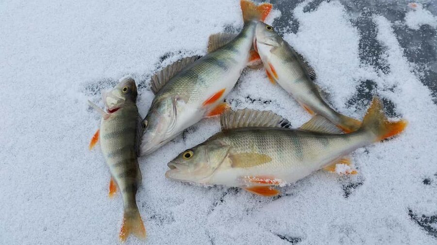 Kemijärvi: Insider Ice Fishing Experience - Why ice fishing feels different in Lapland