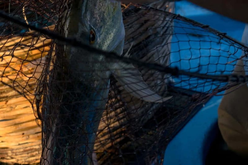 Kos, Greece: Fishing Trip Experience with Captain Tasos - What Happens When You Catch a Fish