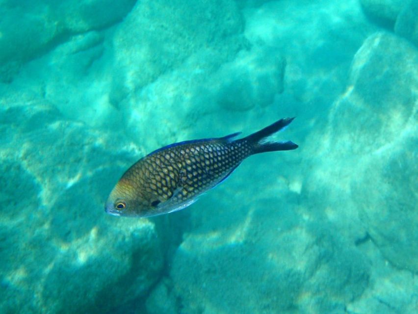 Kos: Kefalos Bay Boat Cruise with Fishing, Swimming, & Meal - Lunch cooked beside the water