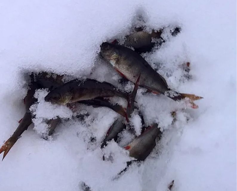 Lapland: Ice Fishing, Floating & BBQ Snow Adventure - Who Will Enjoy This Most?