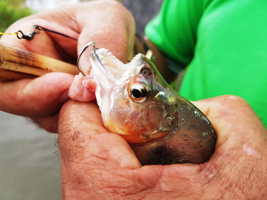 Manaus: Piranha Fishing and Alligator Watch Evening Tour - Why the Solimões matters for fishing