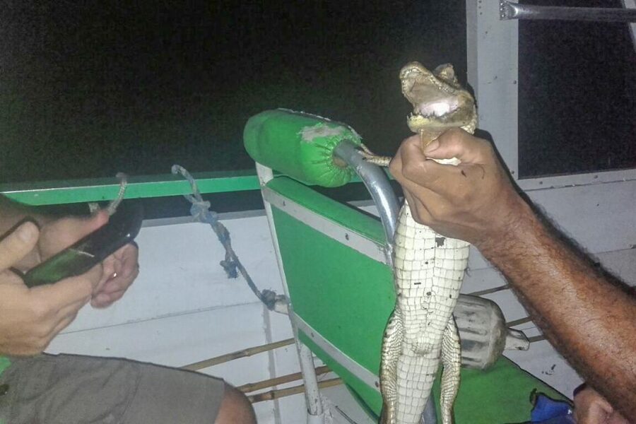 Manaus: Piranha Fishing and Alligator Watch Evening Tour - My booking advice