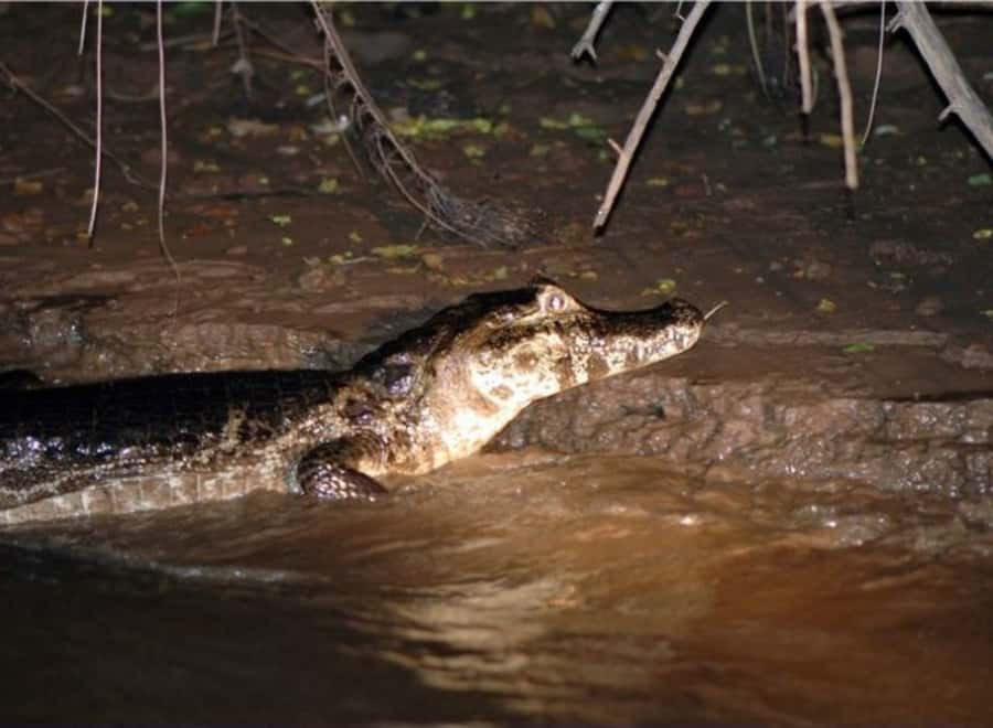 Manaus: Piranha Fishing and Alligator Watch Evening Tour - The evening shift from fishing to alligator watching