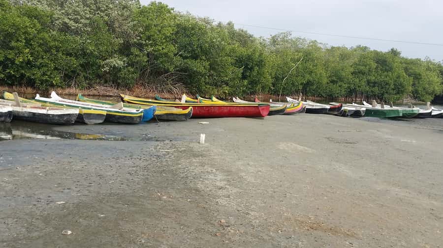 Mangroves, cultural fishing, black heritage town and lunch - Trying the traditional fishing net