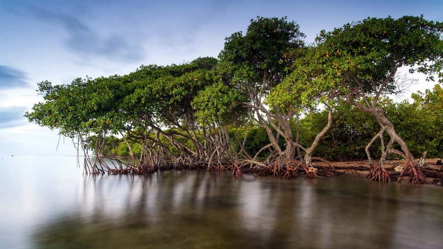 Mangroves, cultural fishing, black heritage town and lunch - A seafood lunch with coconut and Caribbean seasoning