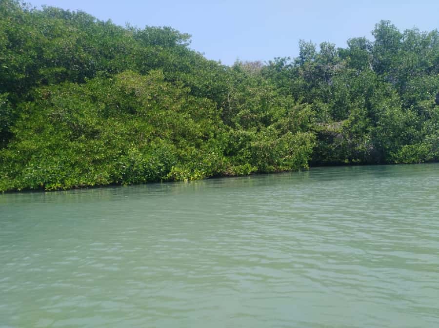 Mangroves, cultural fishing, black heritage town and lunch - What the $49 price really covers