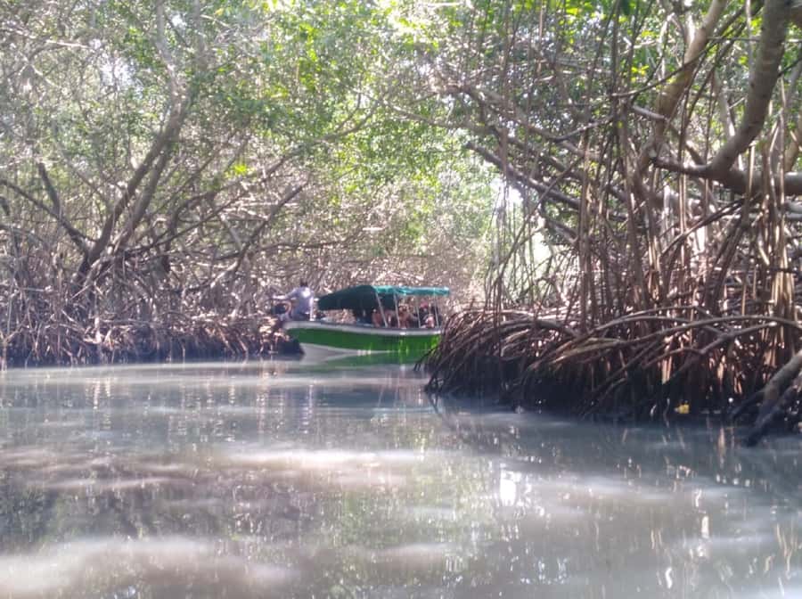 Mangroves, cultural fishing, black heritage town and lunch - The guides and the pace of the day