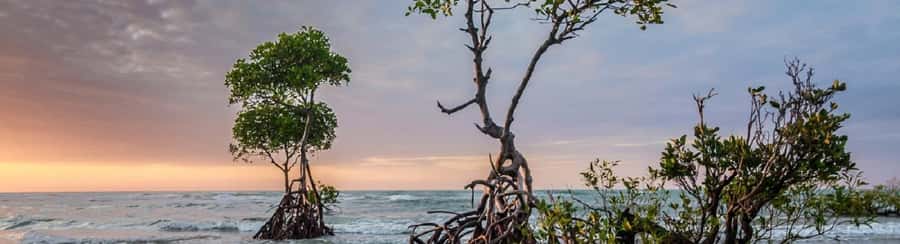 Mangroves, cultural fishing, black heritage town and lunch - Should you book the La Boquilla mangrove tour?