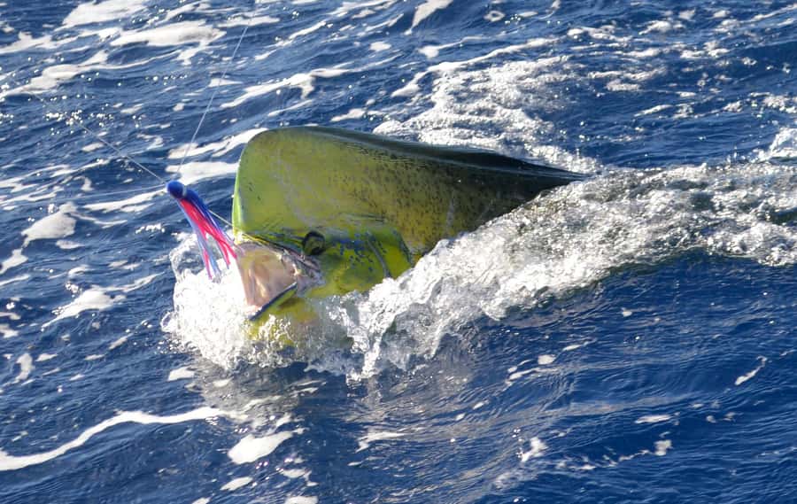Mauritius: Big Game Fishing Trip from Grand Baie - Setting out aboard Paille en Queue II or III