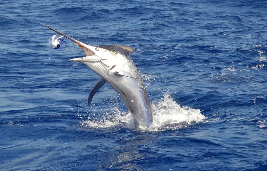 Mauritius: Big Game Fishing Trip from Grand Baie - The fishing: marlin, tuna, dorado, and patience