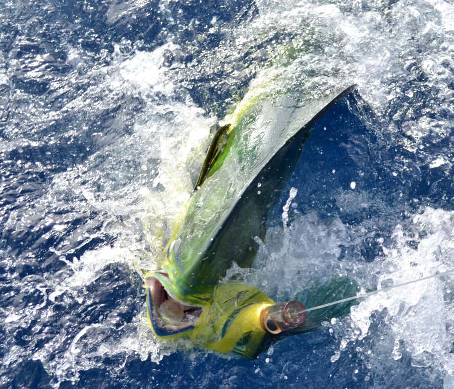 Mauritius: Big Game Fishing Trip from Grand Baie - Meeting the crew at Sunset Boulevard