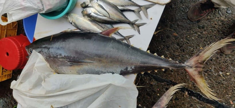 Mumbai Coastal Cooking: From Fishing Net to Flavourful Plate - Cooking fish curry, mandeli, roti, and more