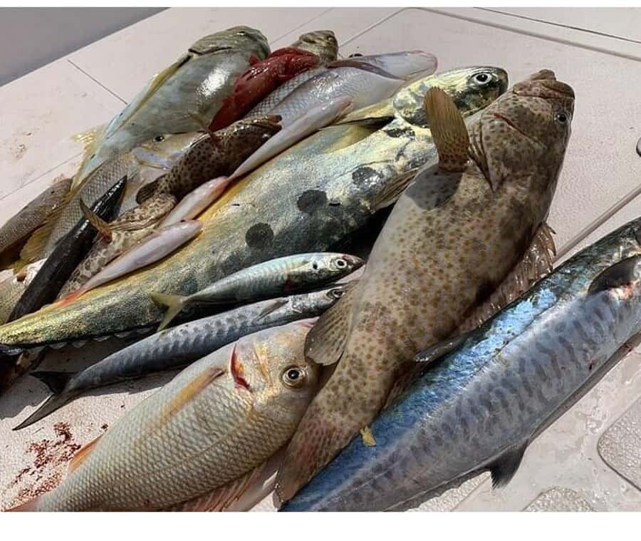 Muscat: Fishing Trip with Equipments - What this Muscat fishing trip is really like