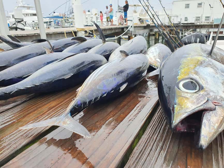 Nassau: Sport-fishing private charter . - Key points at a glance
