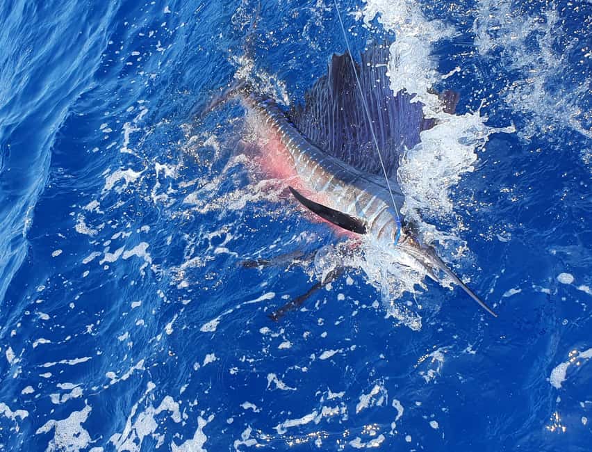 Nassau: Sport-fishing private charter . - The fish you might target around Nassau