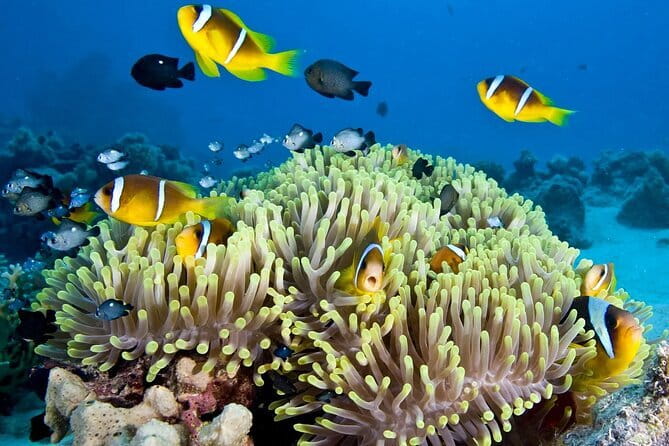 Nha Trang Bay Day Tour: Snorkeling, Fishing, BBQ Lunch & Relaxing - Key things to know before booking