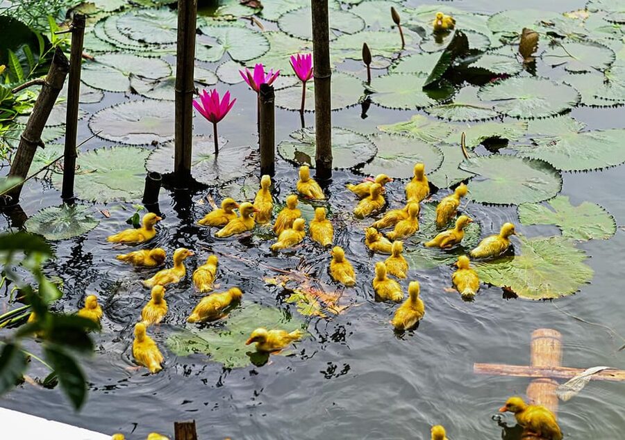 Ninh Binh: Rice planting and fishing by basket tour - What the $25 price really covers