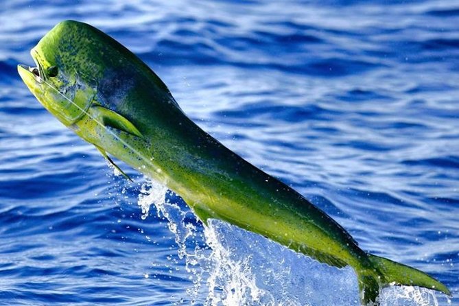 Orlando Deep Sea Fishing Charter - What is included, and what you still need