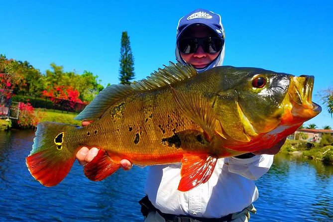 Peacock Bass Fishing Trips Near Miami Florida - Starting at 7940 NW 185th St