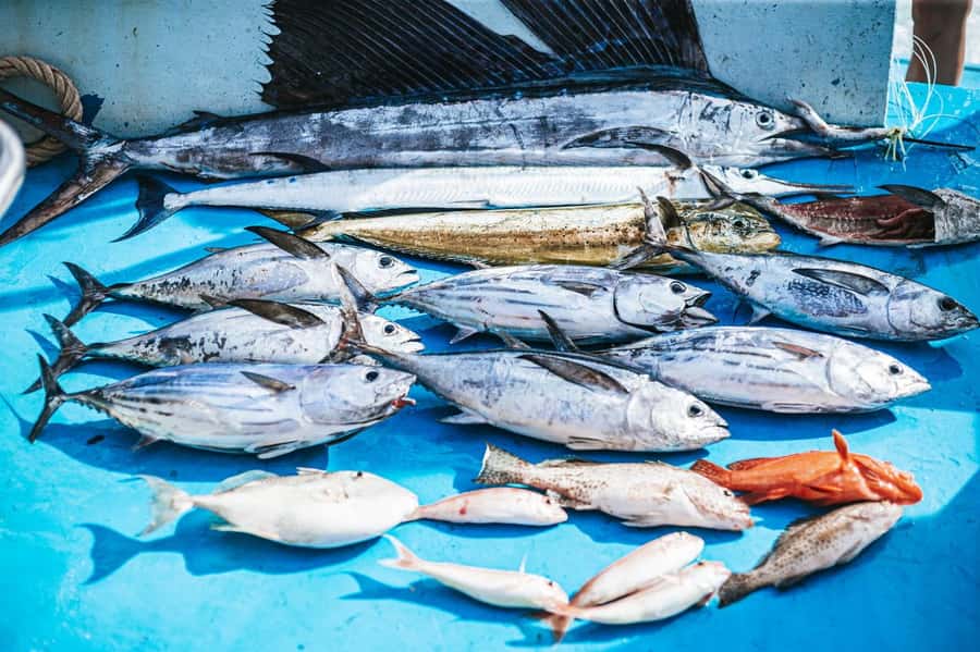 Phuket: Game Fishing and Trolling Boat Trip with Lunch - Lunch with your catch at about 1 PM