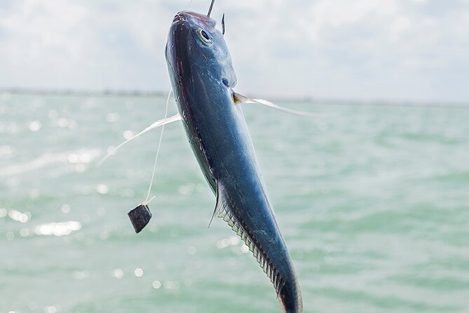 Private Fishing Tour from Isla Holbox (up to 6 pax) - What handline bottom fishing is really like