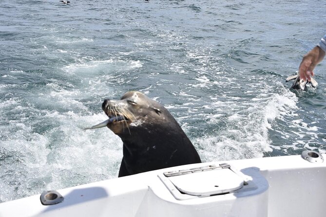 Private Half-day Deep Sea Fishing Charter in Cabo San Lucas - Comfort, safety, and group size