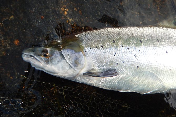 Private Lake and River Fishing Tour from Reykjavik - What the private guide adds for beginners