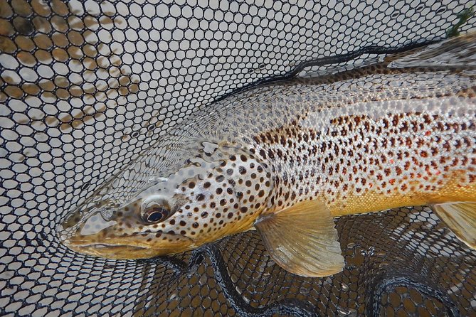 Private Lake and River Fishing Tour from Reykjavik - Gear, permits, and what you still need to bring